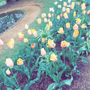 Meet your Posher, Tambra